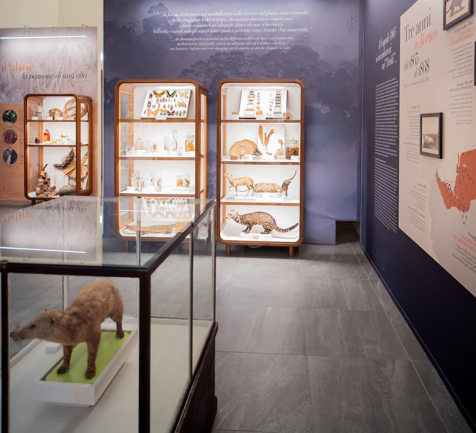 Mostra Odoardo Beccari - sala Specola