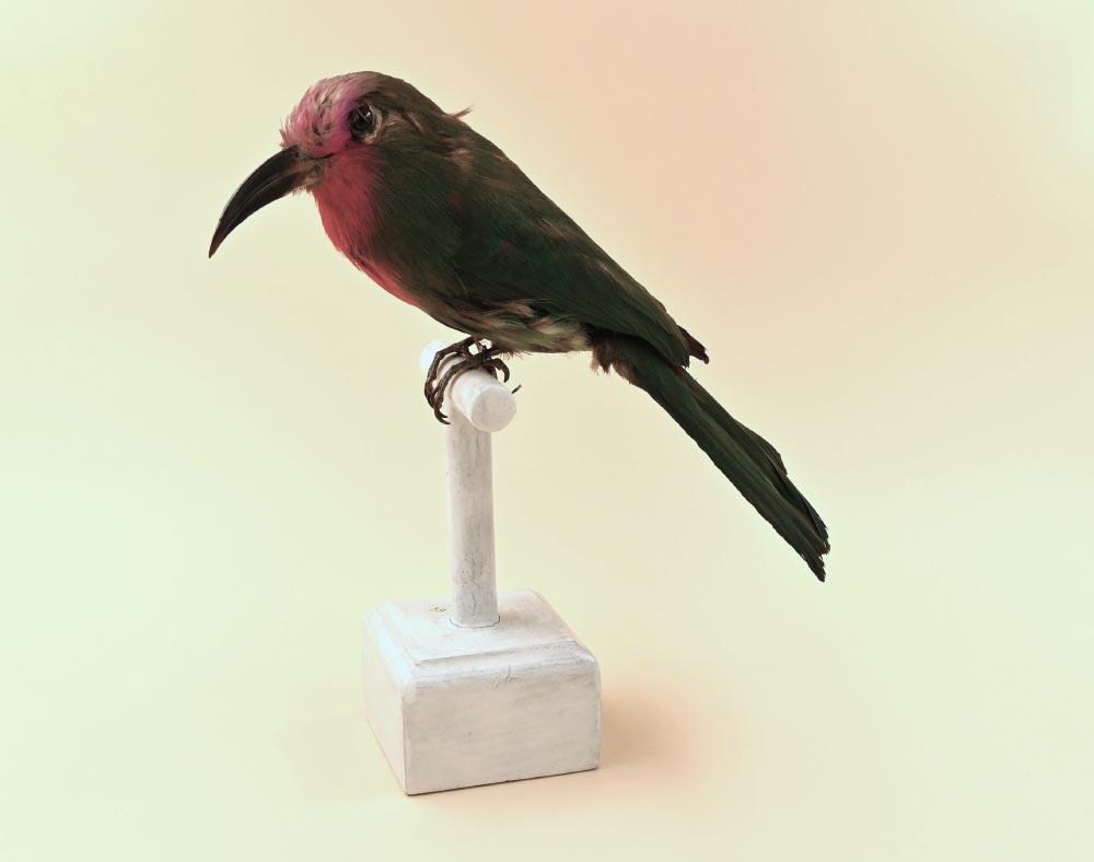 Selezione di reperti in mostra. Gruccione barbarossa (Museo di Storia naturale di Firenze)