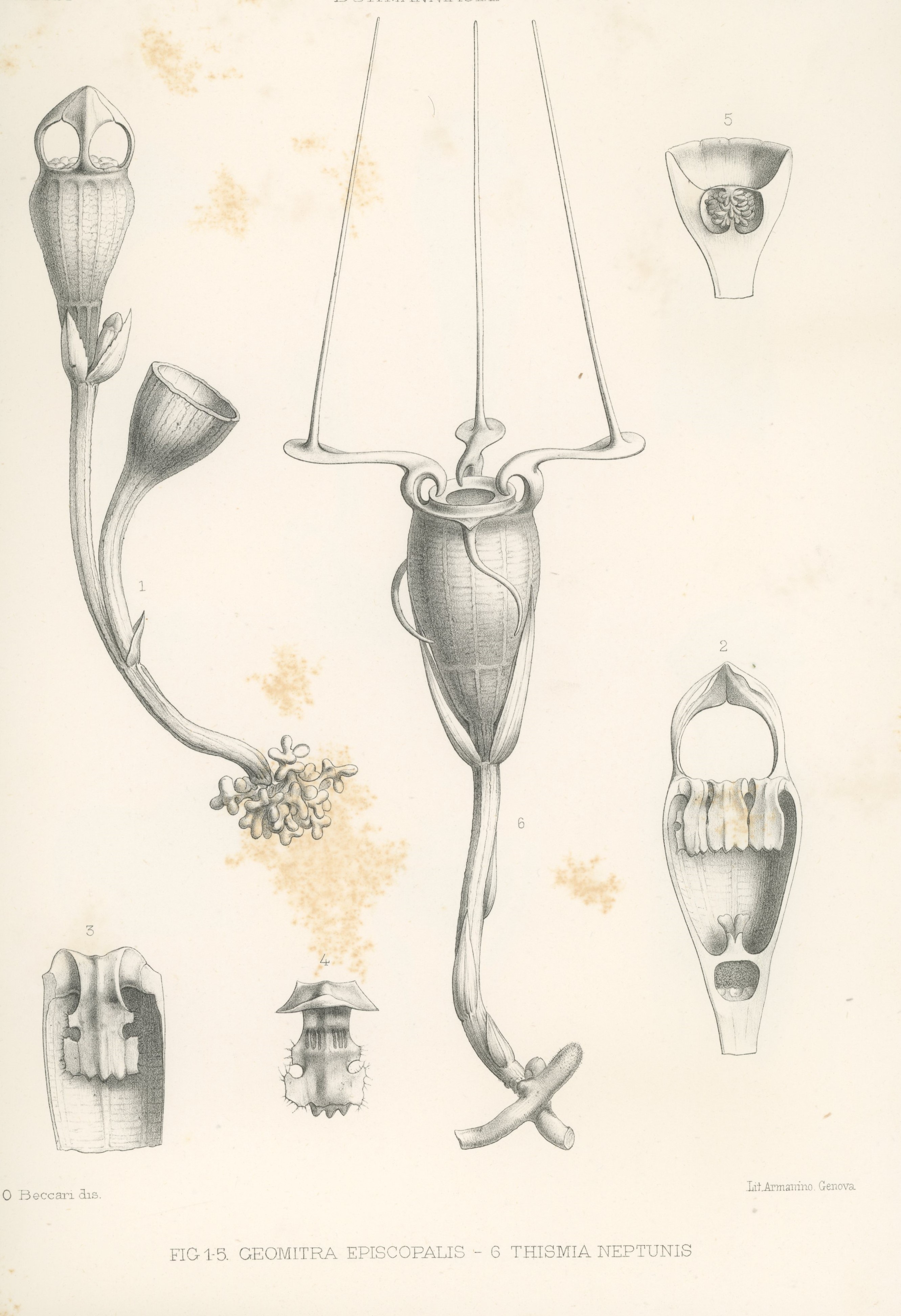Illustrazioni di O. Beccari di Thismia neptunis e altre burmanniacee. Malesia, vol.3, 1878.