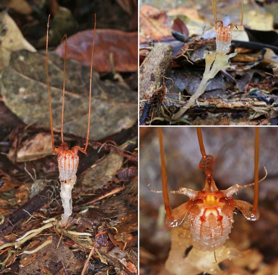 Foto della T. neptunis riscoperta dai ricercatori cechi nel 2017 (Photo of Thismia neptunis, rediscovered by Czech researchers in 2017) [Sochor M. et al. “Rediscovery of Thismia neptunis (Thismiaceae) after 151 years”