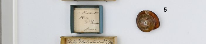 Molluschi del Borneo