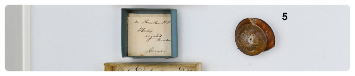 Molluschi del Borneo