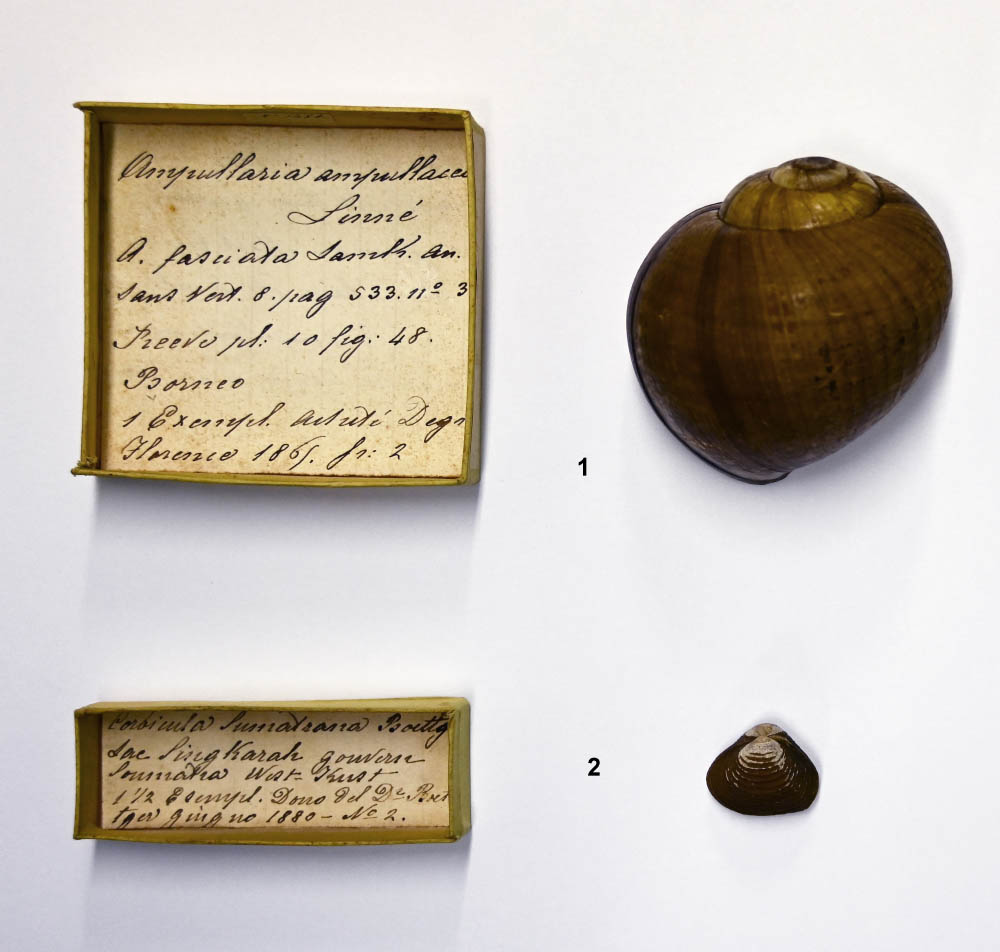 1 Pila ampullacea; 2 Corbicula moltkiana