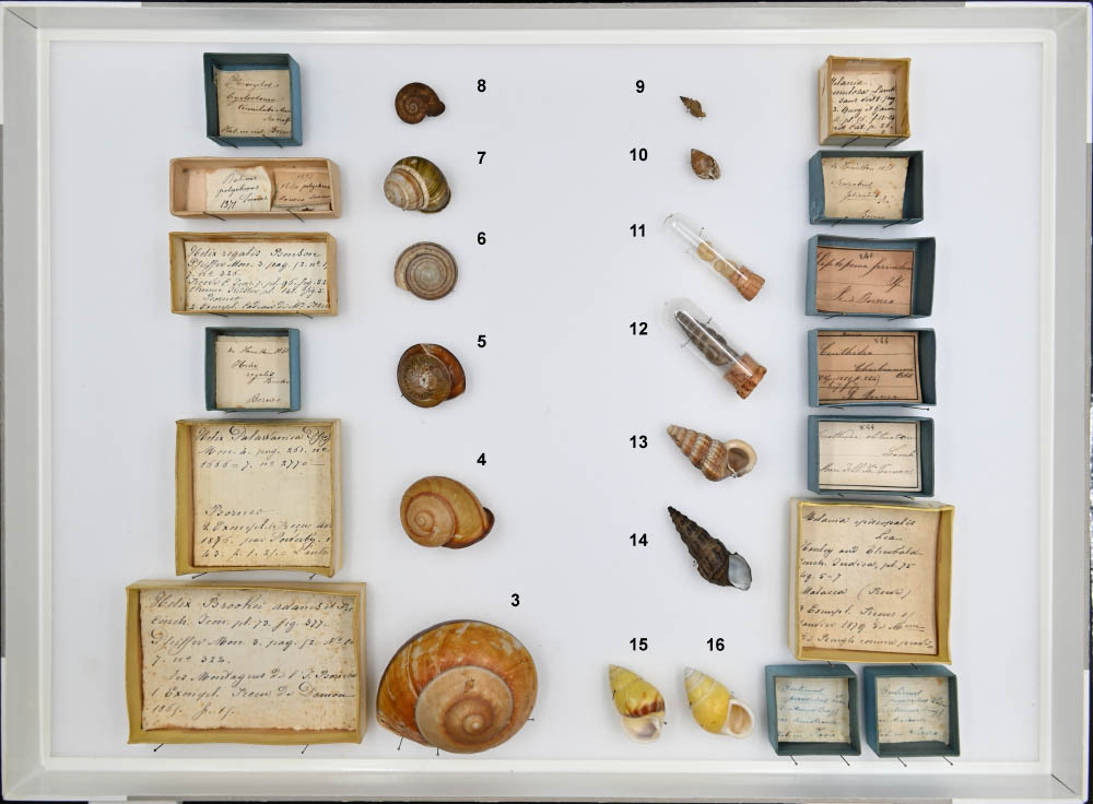 Una panoramica della diversità di forme e colori dei molluschi del Borneo. Museo di Storia Naturale di Firenze. Collezioni di Zoologia