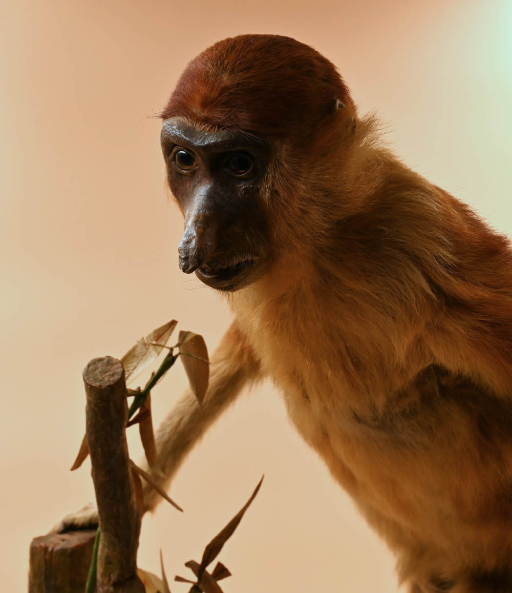 Selezione di reperti in mostra. Nasica (Museo di Storia naturale di Firenze)