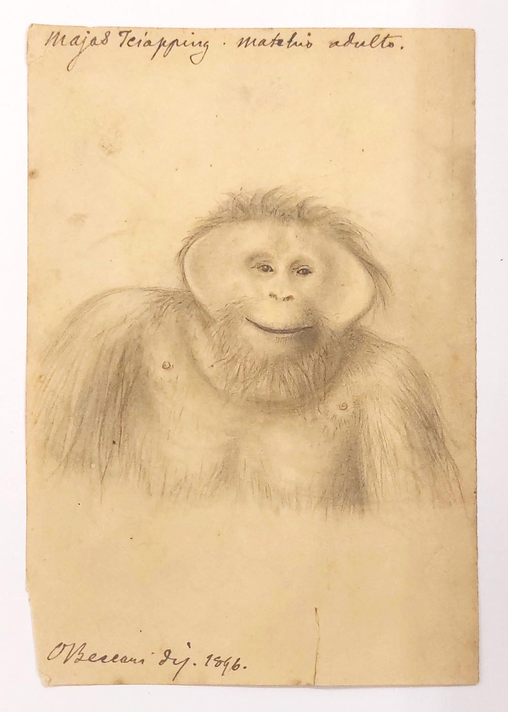 Orango del Borneo (Pongo pygmaeus). Disegno originale di Odoardo Beccari. Biblioteca di Scienze (Botanica) dell’Università di Firenze.