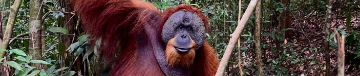 Orango del Borneo