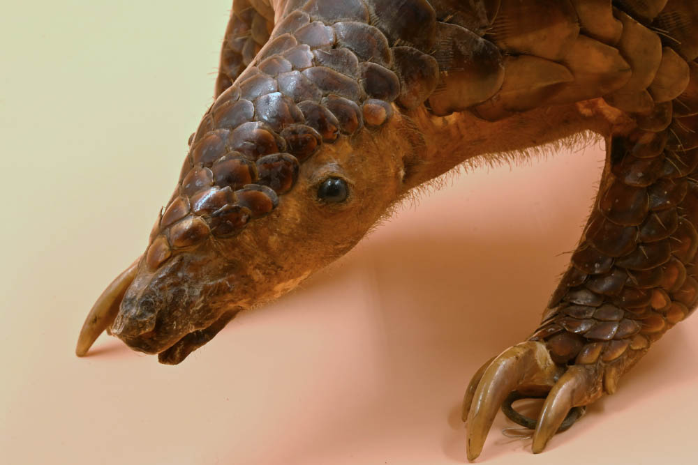 Selezione di reperti in mostra. Pangolino malese (Museo di Storia naturale di Firenze)