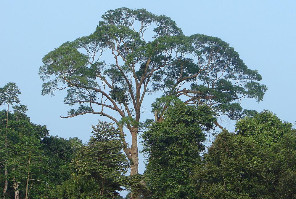 A giant of the Asian tropics. Found in Malaysia, Philippines and Indonesia. Photo from near Sukau, Borneo, where it is known as Tualang or as Tapang, by Dick Culbert from Gibsons, B.C., Canada, CC BY 2.0 <https://creativecommons.org/licenses/by/2.0>, via Wikimedia Commons