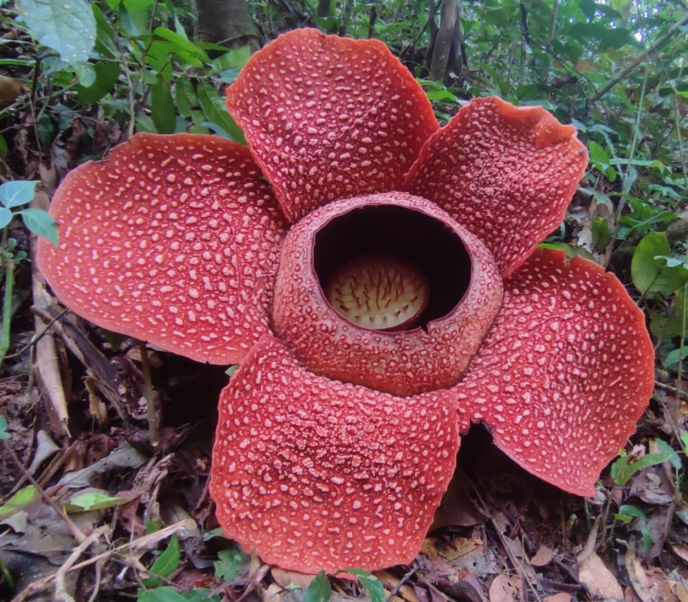 Rafflesia arnoldii Bunga Nasional Indonesia Sofian