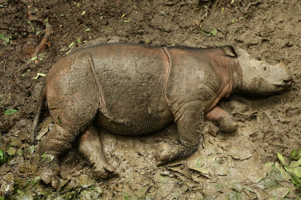 Una femmina di Rinoceronte del Borneo fa un bagno di fango nella Riserva Naturale di Tabin, in Sabah. © azriealliamat