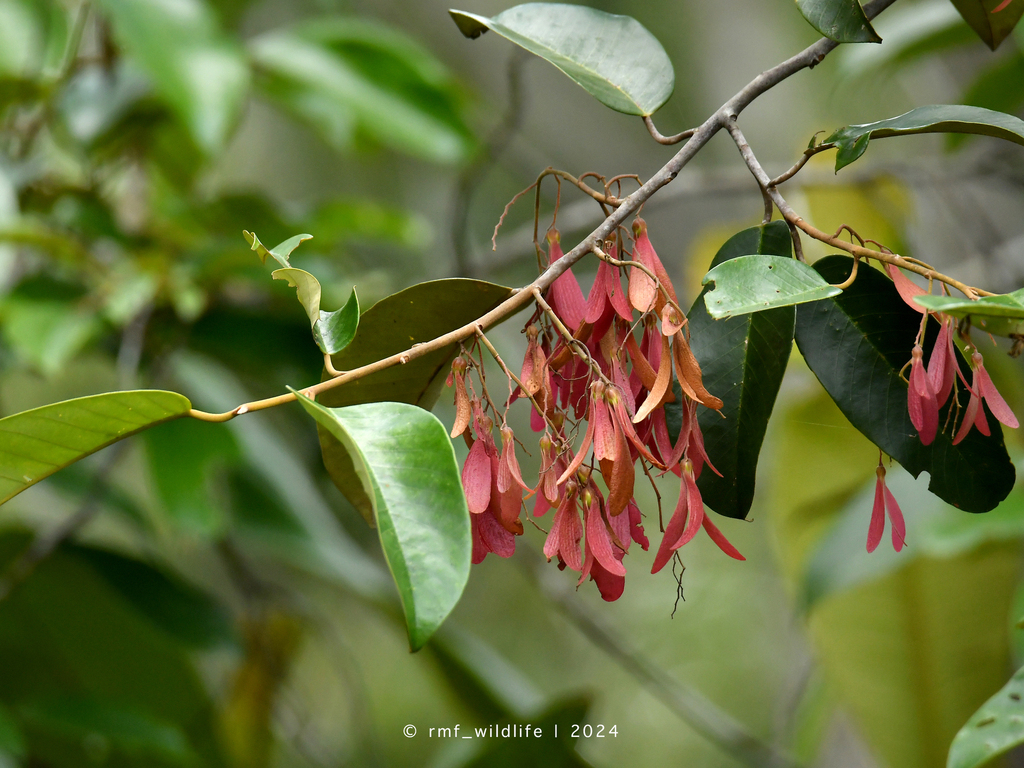 Rubroshorea balangeran © rmf_wildlife