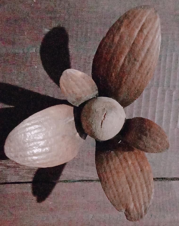 Rubroshorea macrophylla © hutan90