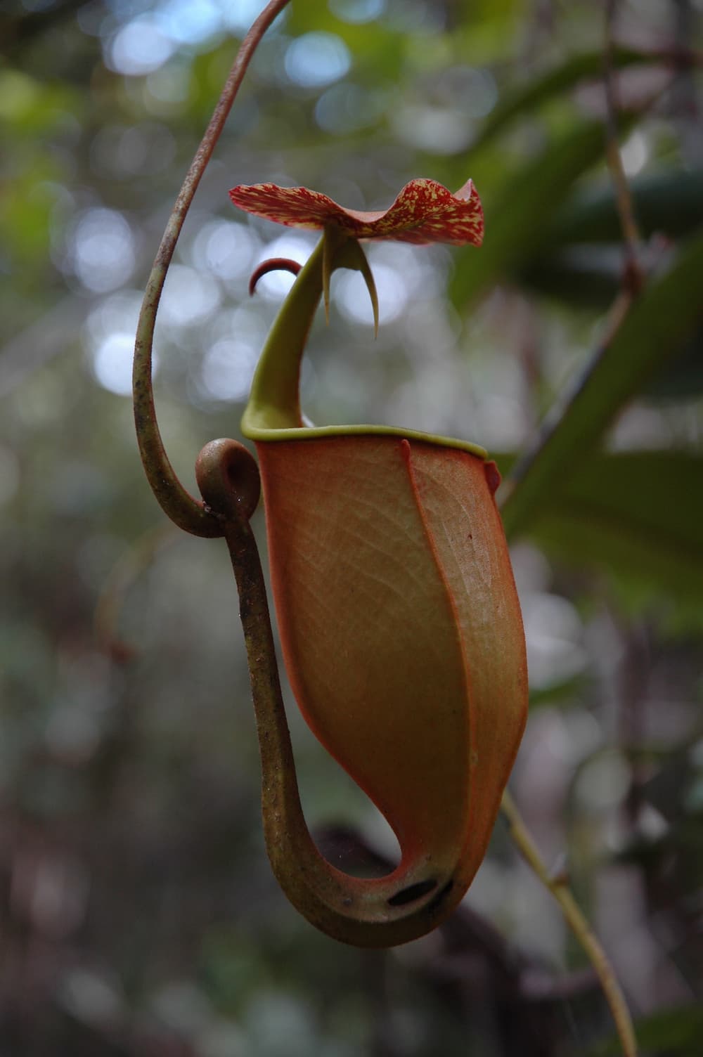 Nepente dentata (Nepenthes bicalcarata)
