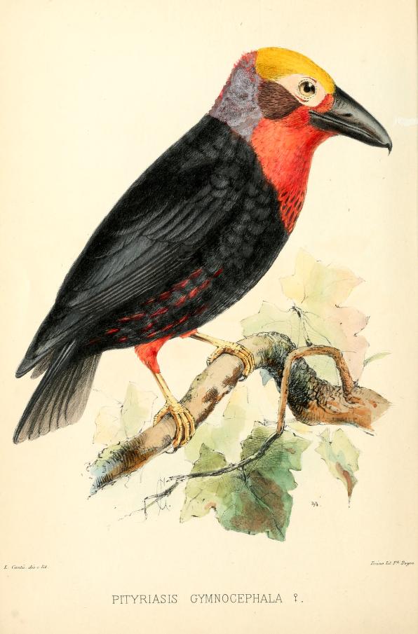 Immagine tratta dal Catalogo sistematico degli uccelli del Borneo di Tommaso Salvadori (1874)