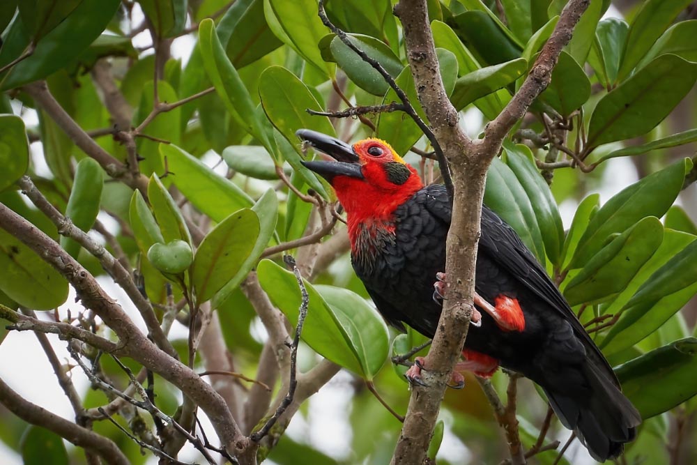Pityriasis gymnocephala (Temminck, 1836). Foto di Dixon Lau, Malesia. Licenza: CC BY-NC 4.0