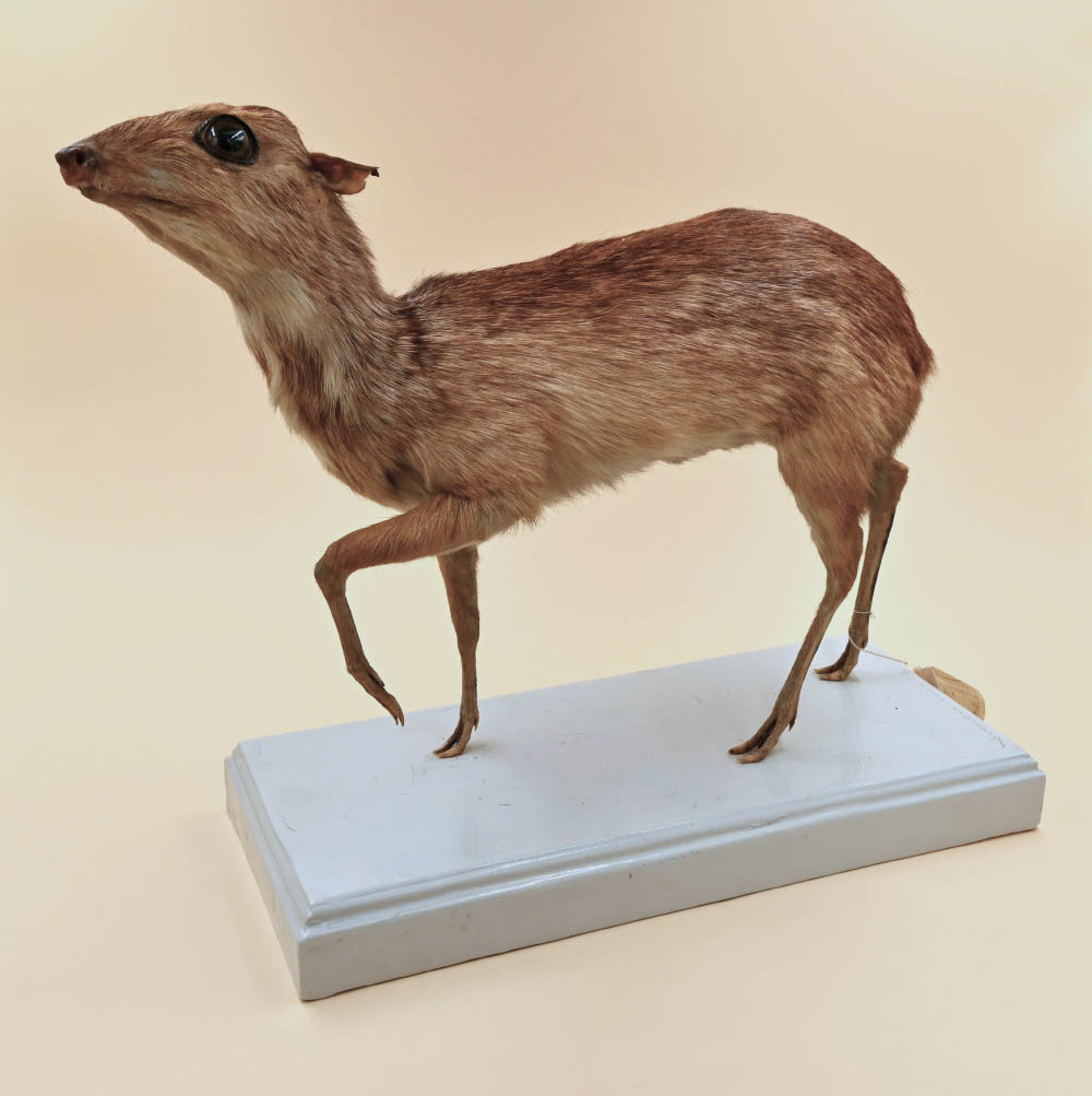 Selezione di reperti in mostra. Tragulo maggiore (Museo di Storia naturale di Firenze)