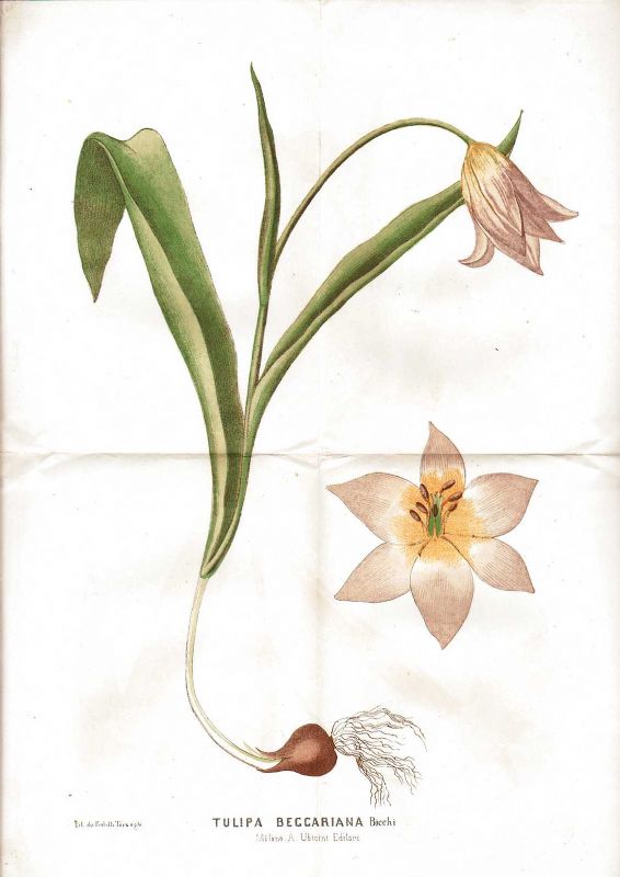 Disegno originale del Tulipano di Beccari, o Tulipano sassicolo (Tulipa saxatilis), tratto dalla pubblicazione in cui Cesare Bicchi descrisse la Tulipa beccariana (I Giardini. Giornale d’Orticoltura, volume 6. 1860).