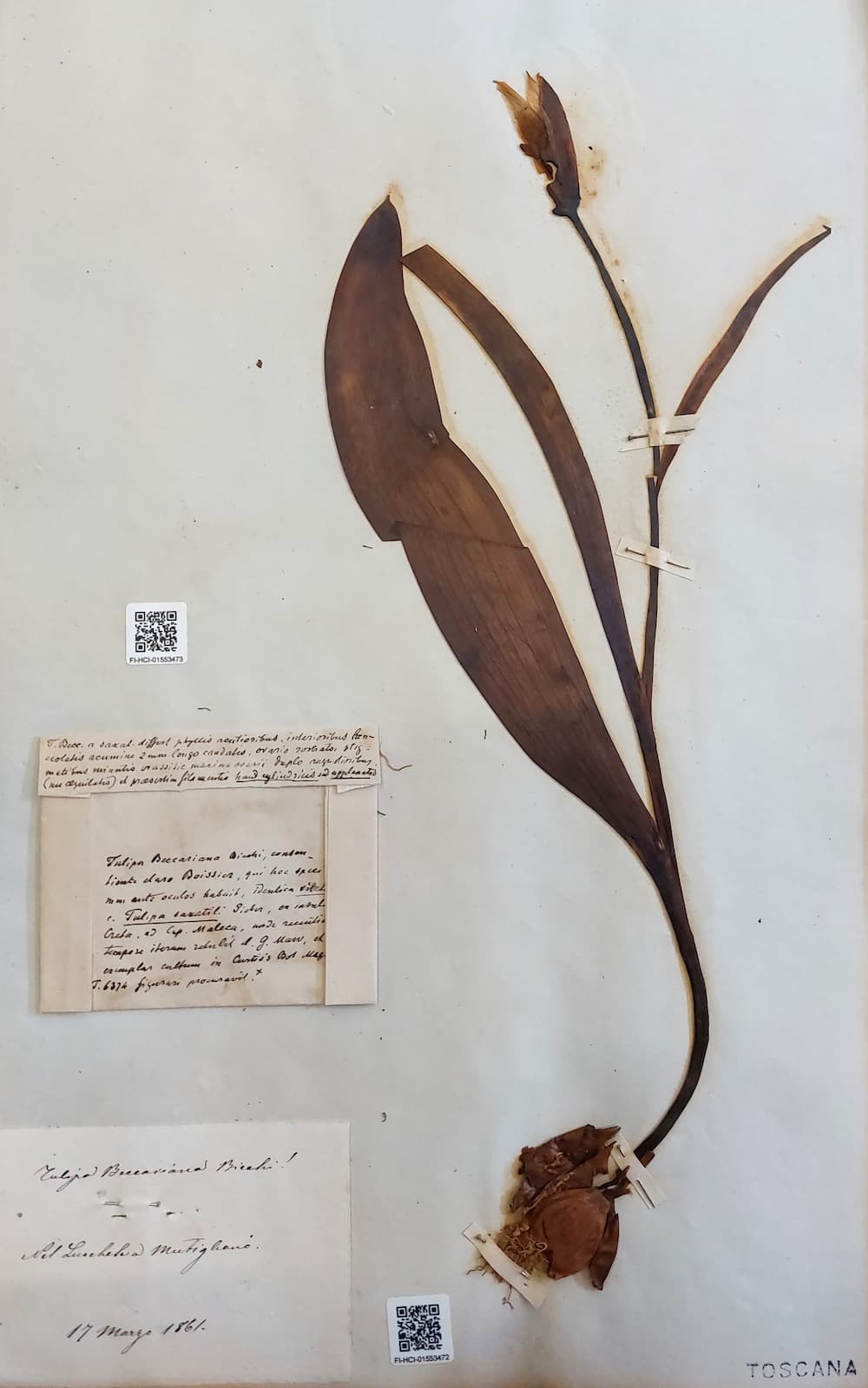 Un campione toscano di Tulipano sassicolo (Tulipa saxatilis) dall’Erbario Centrale Italiano di Firenze, raccolto e identificato ancora col nome attribuitogli da Cesare Bicchi.