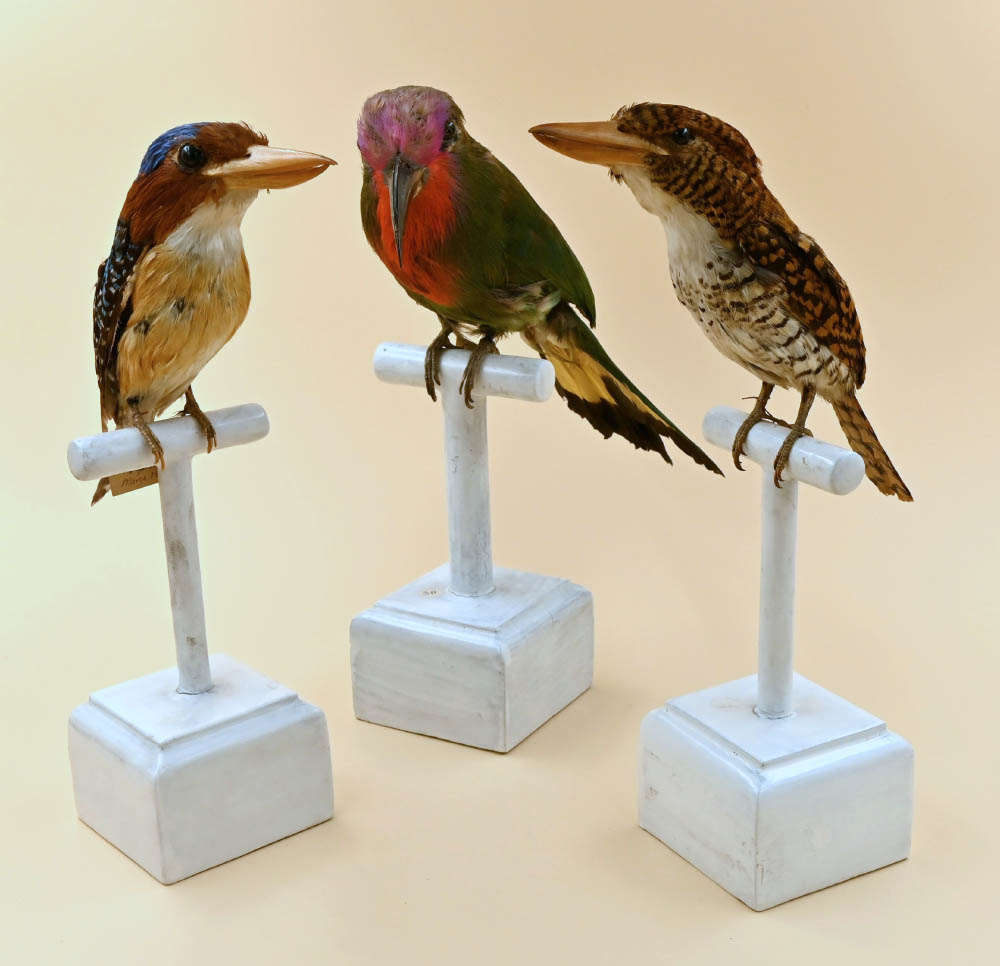 Selezione di reperti in mostra. Uccelli del Borneo (Museo di Storia naturale di Firenze)