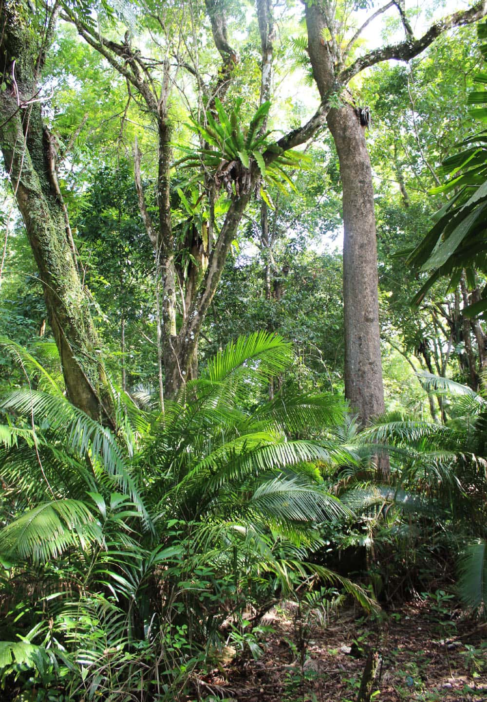 Parco nazionale di Ujung Kulon, foto del Museo di Storia Naturale di Firenze
