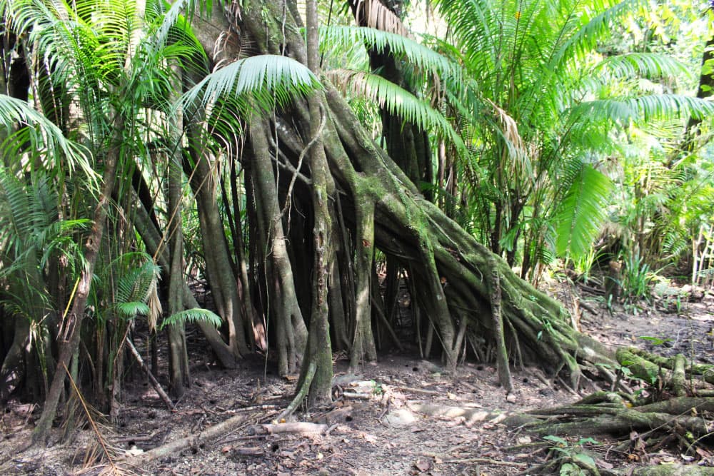 Parco nazionale di Ujung Kulon, foto del Museo di Storia Naturale di Firenze