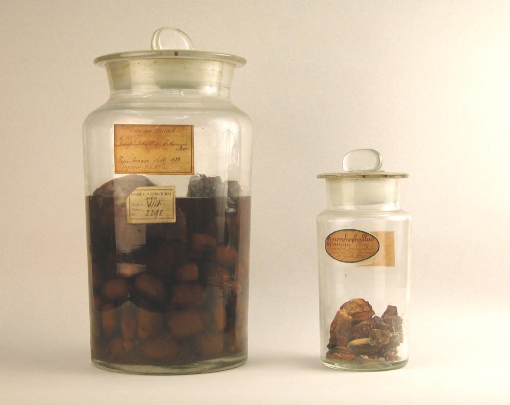 Vasi contenenti frutti di Amorphophallus titanum. Museo di Storia Naturale di Firenze, Collezioni di Botanica