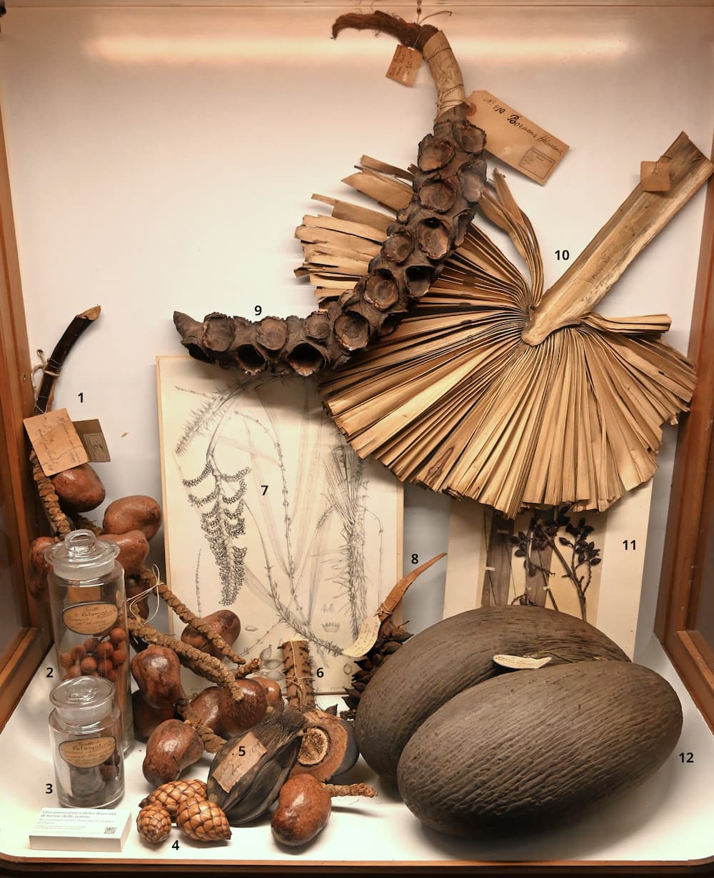 Una panoramica della diversit&agrave; di forme delle palme. Museo di Storia Naturale di Firenze. Collezioni di Botanica.