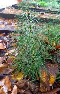 Fusto sterile di E. telmateia (Foto: Francesco Cantini)