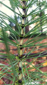 Particolare del fusto sterile: alcuni nodi ricoperti da guaine fogliari scure e da cui si originano i rami verdi, disposti in verticilli (radialmente attorno al fusto) (Foto: Francesco Cantini)