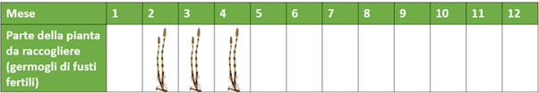 Grafico con mesi da 1 a 12: parte della pianta da raccogliere (germogli di fusti fertili)