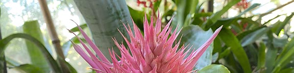 Bromeliaceae