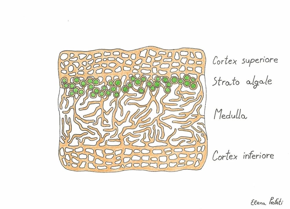 Morfologia interna del tallo lichenico