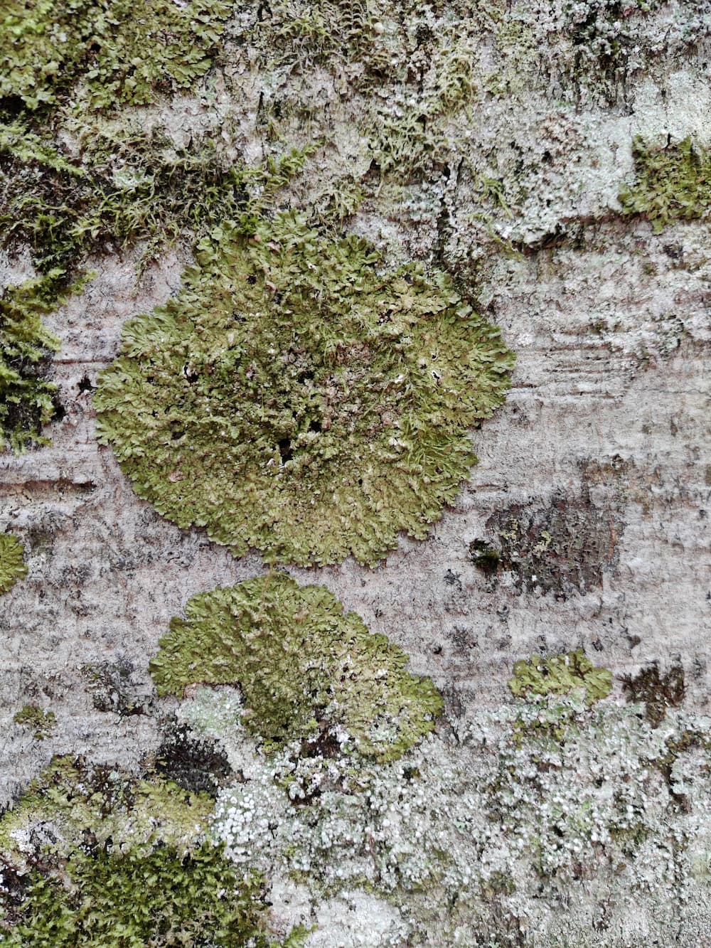 Lichene foglioso
