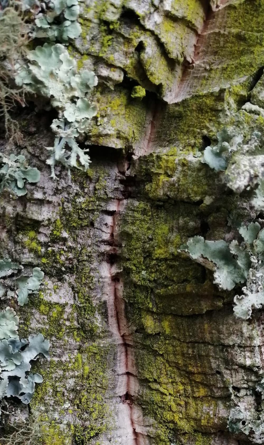 Lichene crostoso