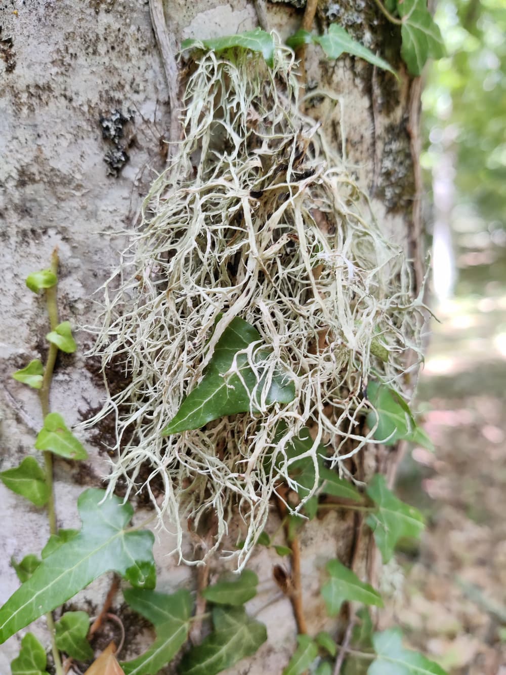 Lichene fruticoso