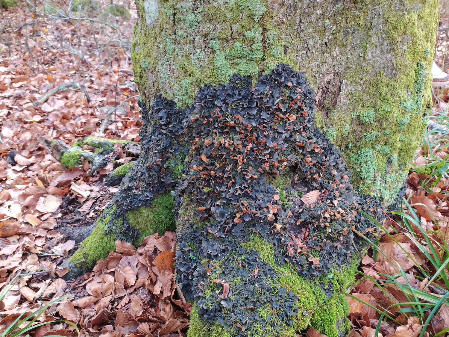Cianolichene