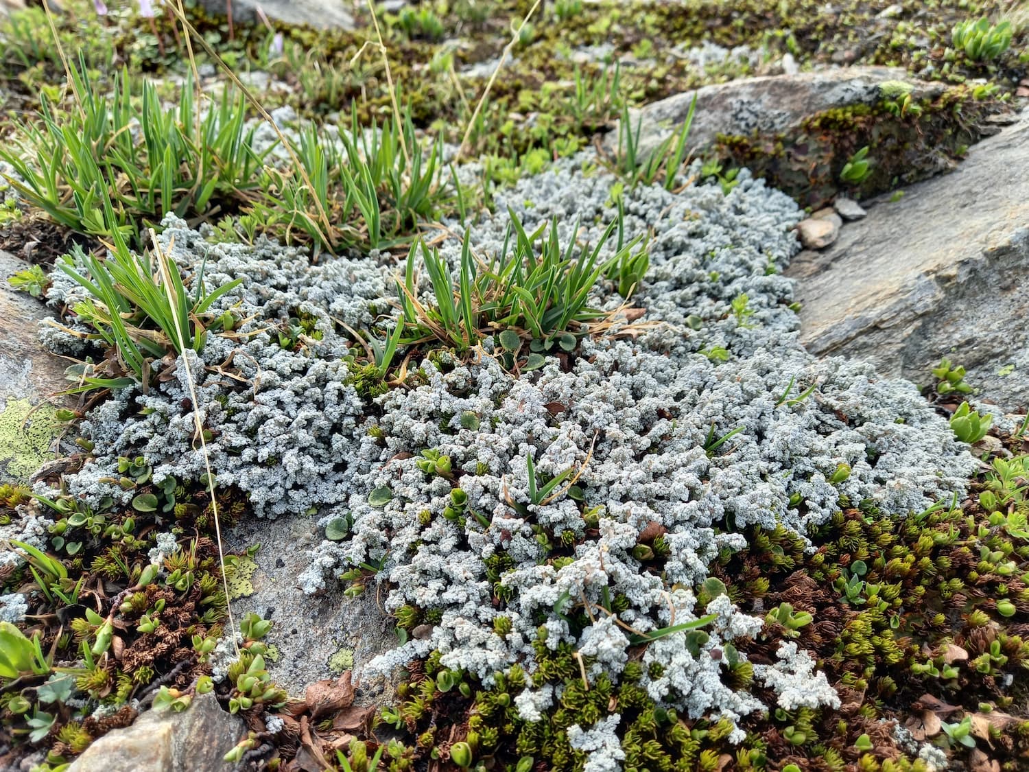 Colore licheni