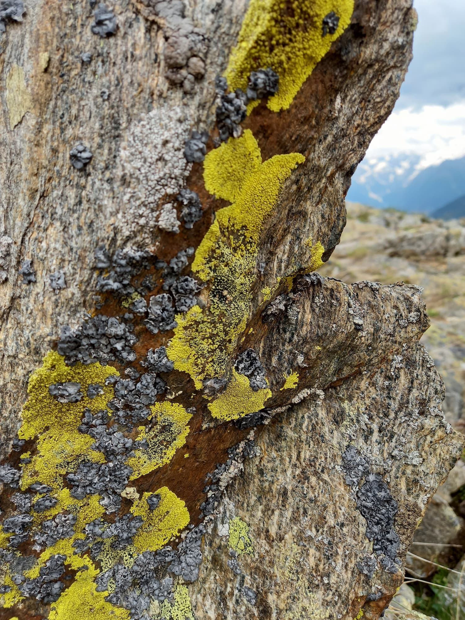 Colore licheni