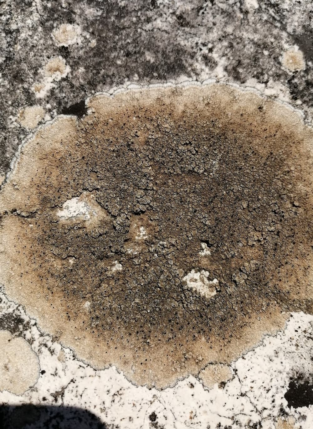 Lichene epilitico