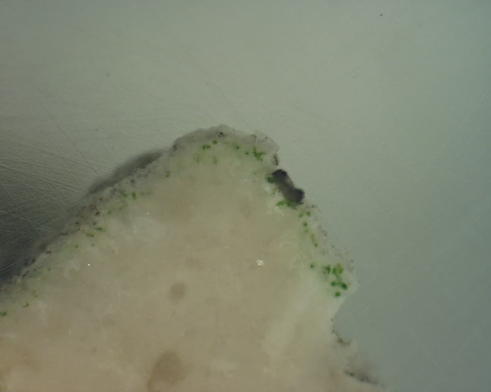 Lichene endolitico Pyrenodesmia alociza (A. Massal.) Arnold sul calcare del carso triestino