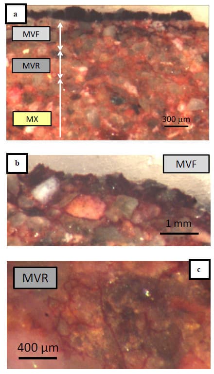 Verrucaria macrostoma Dufour ex DC. su arenaria di Cortemilia si notano le ifee che penetrano la roccia