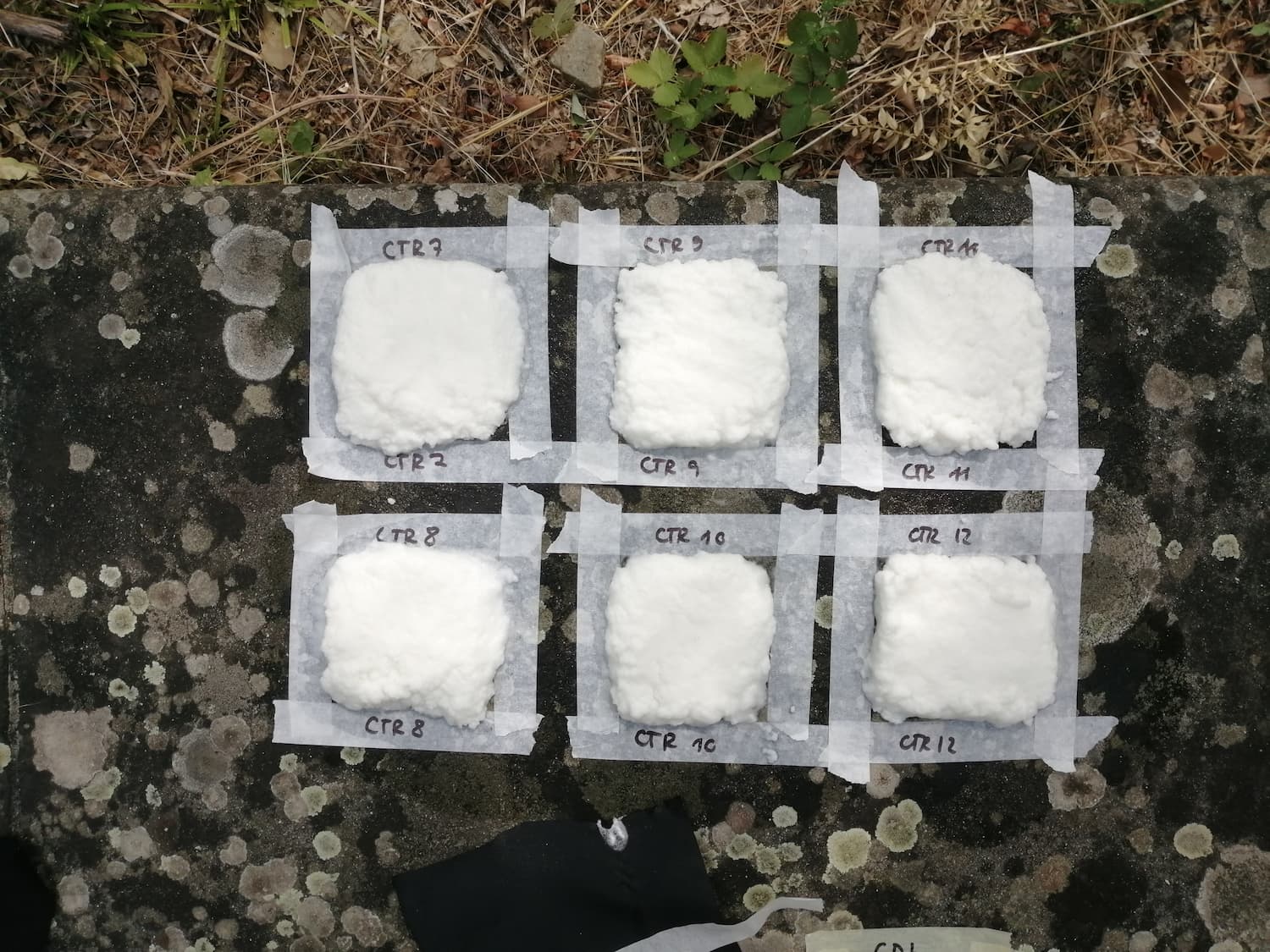 Devitalizzazione di licheni con impacco di cellulosa