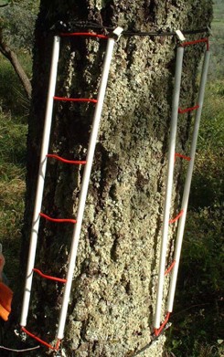 Retino per il calcolo dell’Indice di Biodiversità Lichenica (IBL) (Photo by Renato Benesperi)