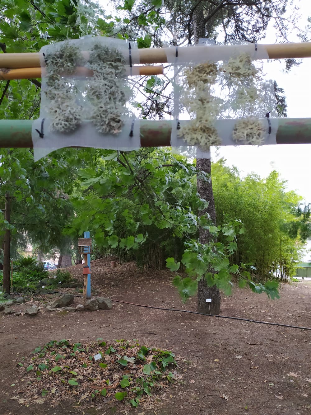 Trapianto di Pseudoevernia furfuracea (L.) Zopf e Evernia prunastri (L.) Ach. in Orto botanico, foto di Marta Agostini