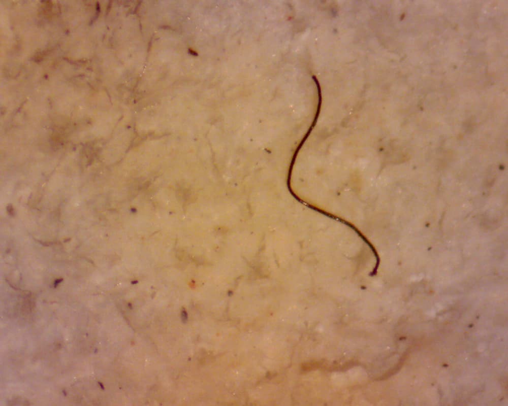 Microfibra trovata su lichene post esposizione urbana (4x), foto di Lisa Grifoni