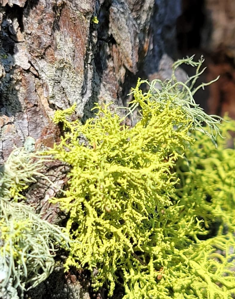 Letharia vulpina (L.) Hue, foto di Luca Di Nuzzo