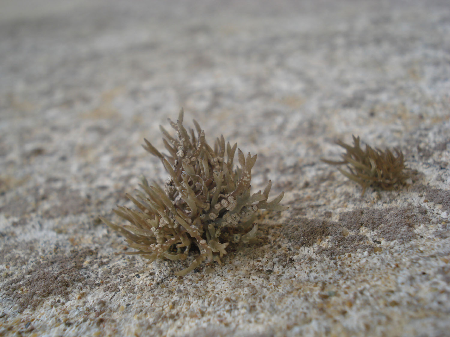 Dettaglio dei propaguli vegetativi di Roccella phycopsis Ach., foto di Frida Venier