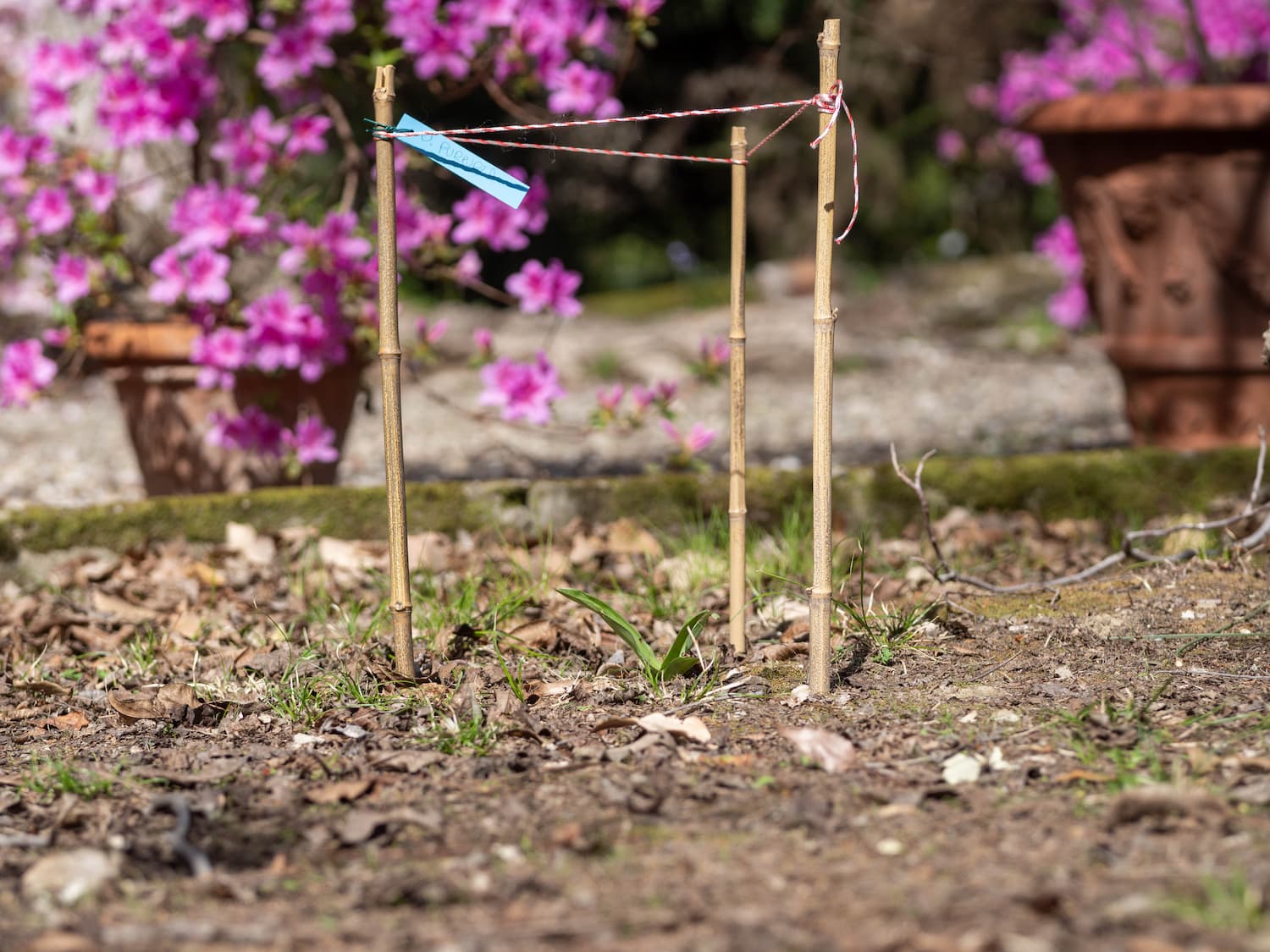 Metodo di segnalazione di orchidea spontanea