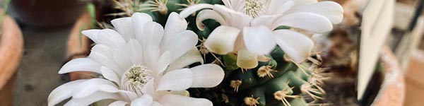 Succulente
